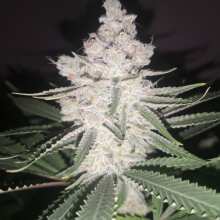 Review Image - Wedding Cake Feminised Seeds