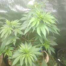 Image de révision - Tikal Regular Seeds