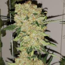 Review Image - Blueberry OG Feminised Seeds