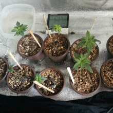 Review Image - Gelat.OG Feminised Seeds