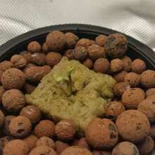 Review Image - HulkBerry Feminised Seeds