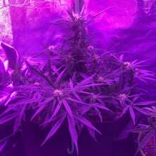 Review Image - Black Diesel Auto Feminised Seeds