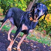 Review Image - Klassisches Hundehalsband mit abstehender Innenfütterung - Nero Orange XS / 3cm
