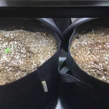 Image de révision - Critical Auto Feminised Seeds