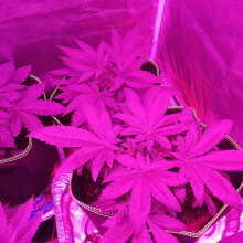 Review Image - Bubba Kush Feminised Seeds