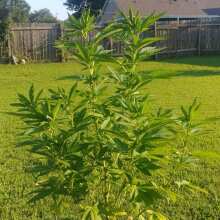 Review Image - Black Sugar Feminised Seeds