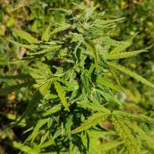 Image de révision - Lemon AK Auto Feminised Seeds