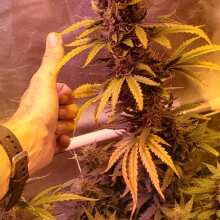 Review Image - Collection #5 Auto Feminised Seeds - 6