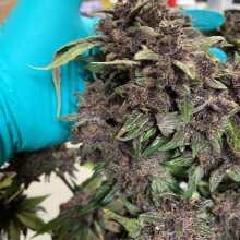 Review Image - Blackberry Auto Feminised Seeds