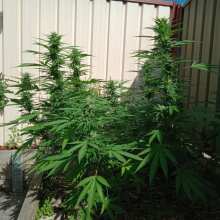 Image de révision - Galaxy Feminised Seeds