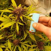 Review Image - Blackberry Auto Feminised Seeds