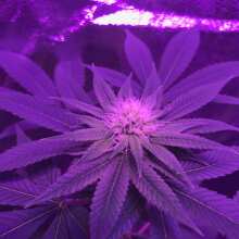 Review Image - Trainwreck Feminised Seeds