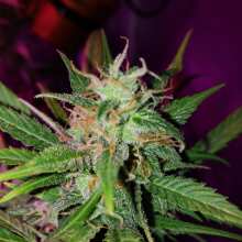 Review Image - Pineapple Express Auto Feminised Seeds - 5