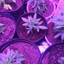 Review Image - Green Crack Feminised Seeds