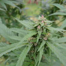 Review Image - White Widow x Big Bud Feminised Seeds