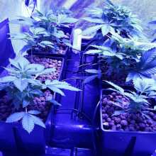 Review Image - Blueberry Feminised Seeds