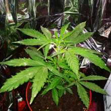 Review Image - Daiquiri Lime Auto Feminised Seeds