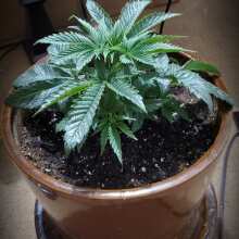 Review Image - Peyote Wi-Fi Feminised Seeds