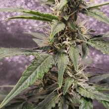Review Image - Amnesia XXL Auto Feminised Seeds