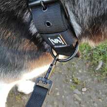 Review Image - Klassische verstellbare Hundeleine Nero Schwrz