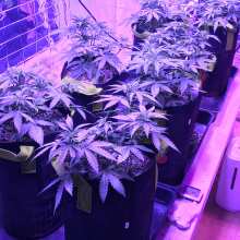 Review Image - White Widow XXL Auto Feminised Seeds