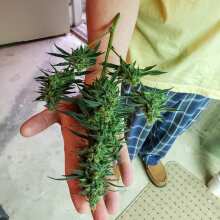 Review Image - White Widow Feminised Seeds - 5