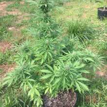 Image de révision - 60 Day Wonder Auto Feminised Seeds