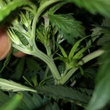 Image de révision - Northern Light Regular Seeds - 10