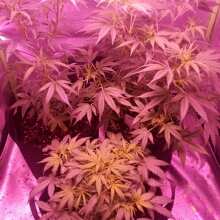 Review Image - Automatik Collection #2 Auto Feminised Seeds - 6