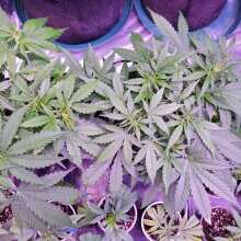 Review Image - Critical Kush Feminised Seeds