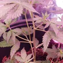 Review Image - Skunk #1 Auto Feminised Seeds