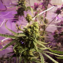 Review Image - Green Crack FAST Feminised Seeds