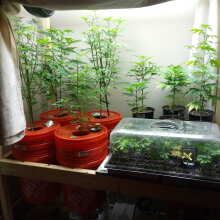 Review Image - Wedding Cake Feminised Seeds