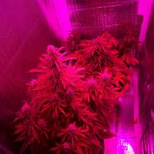 Review Image - Super Hash Auto Feminised Seeds