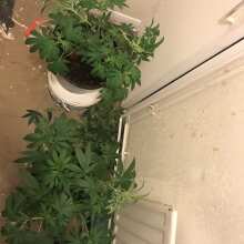 Review Image - Peyote Forum Feminised Seeds