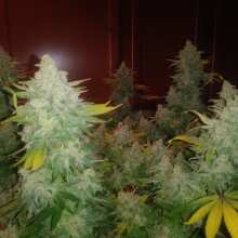 Review Image - Skywalker Kush Feminised Seeds