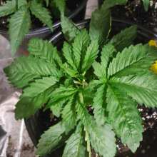 Review Image - Romulan Feminised Seeds