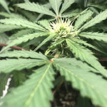 Überprüfen Sie das Bild - Charlotte's Angel CBD Auto Feminised Seeds