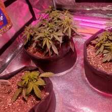 Review Image - Jack Herer Auto Feminised Seeds