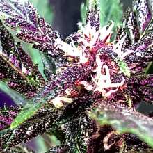 Review Image - Blackberry Auto Feminised Seeds