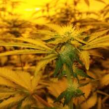 Review Image - Super Lemon Haze Feminised Seeds