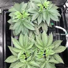 Review Image - Gelat.OG Feminised Seeds