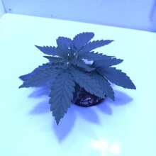 Image de révision - Super Skunk Feminised Seeds - 5