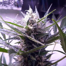 Review Image - Diesel Auto Feminised Seeds - 5