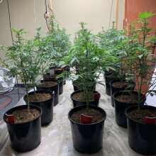 Review Image - Bubble Gum Feminised Seeds - 6