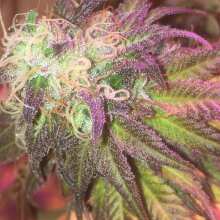 Review Image - Peyote Wi-Fi Feminised Seeds