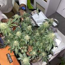 Review Image - White Widow Feminised Seeds