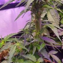 Review Image - American Pie Auto Feminised Seeds