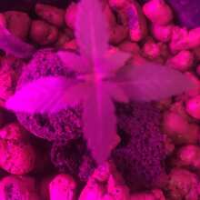 Review Image - A.M.S. Feminised Seeds