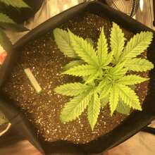 Image de révision - The White OG Feminised Seeds